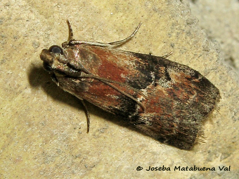 Rhodophaea formosa - Pyralidae